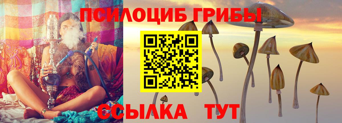 Псилоцибиновые грибы Psilocybine cubensis Ефремов